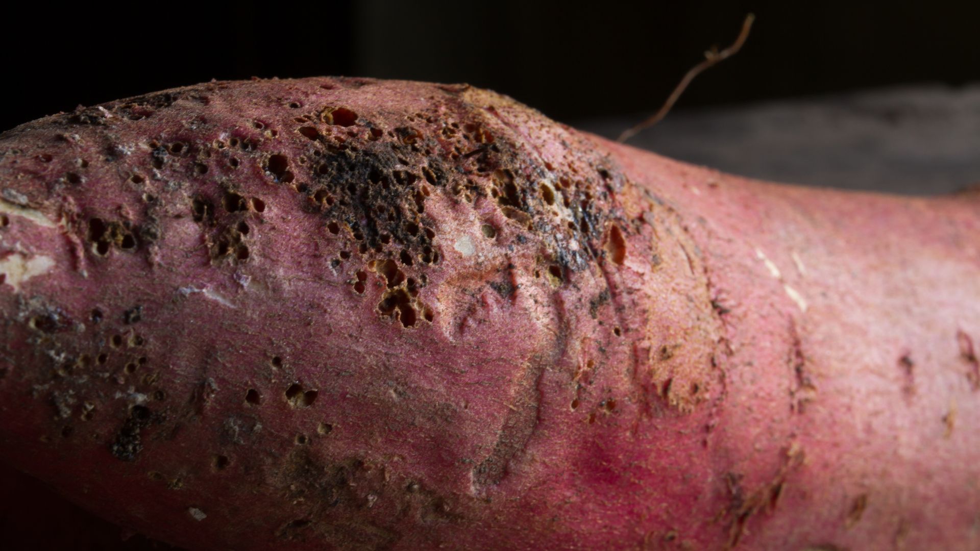 Bugs Wrecking Sweet Potatoes In Texas Right Now