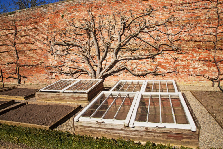 Old fashioned cold frames and espalier fruit tree (featured image)