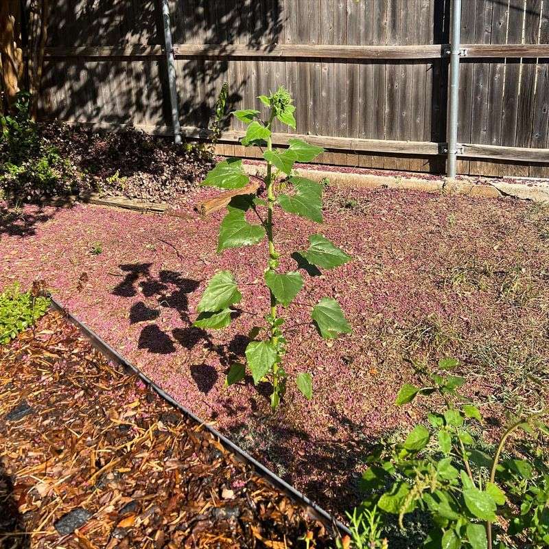 Master The Chop-And-Drop Method For Lazy Gardeners