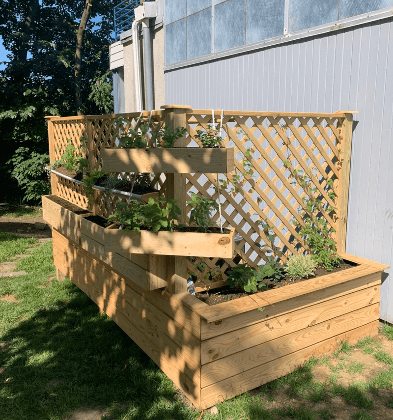 Create A Climbing Plant Trellis