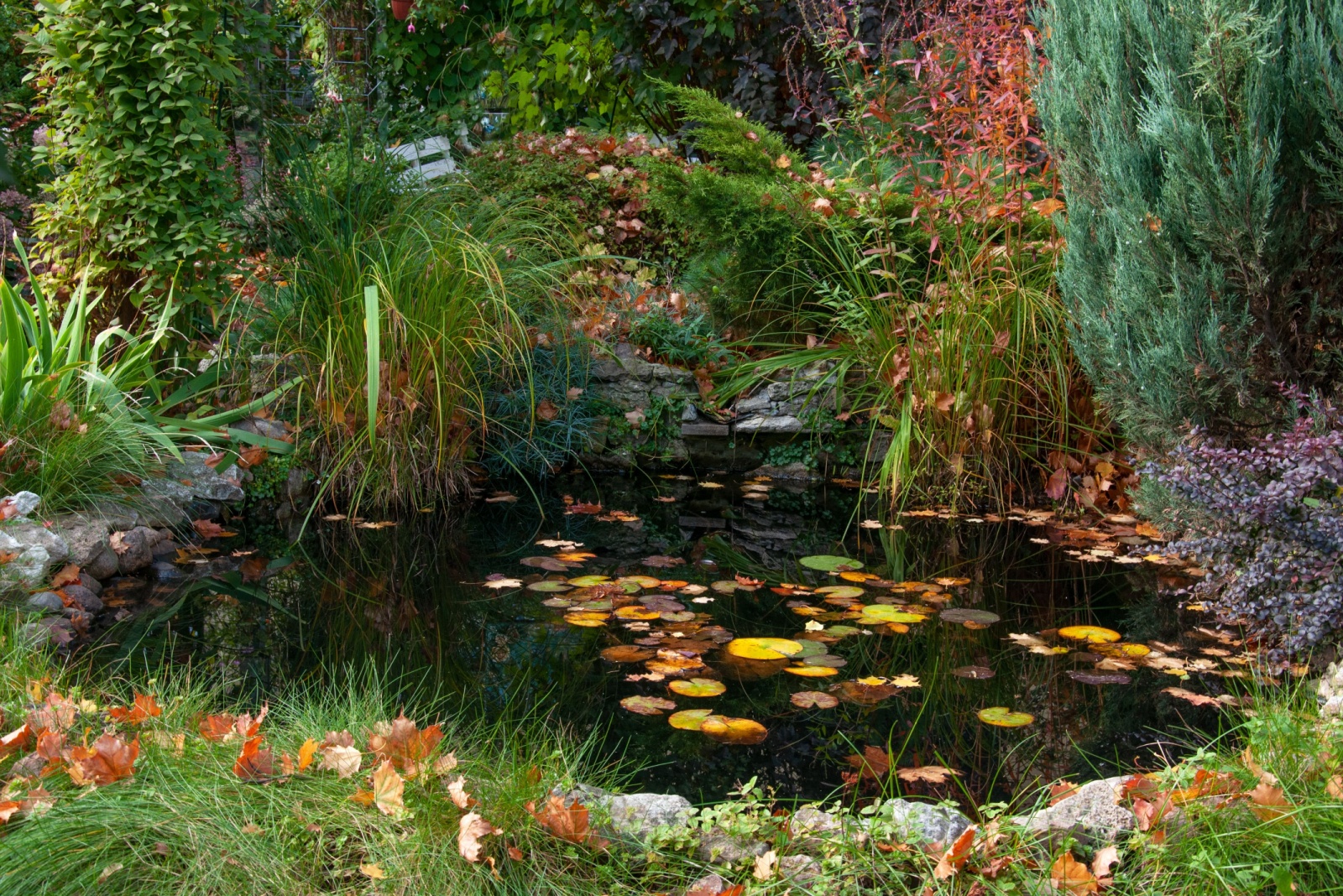 Build A Small Pond That Refills Naturally In Texas