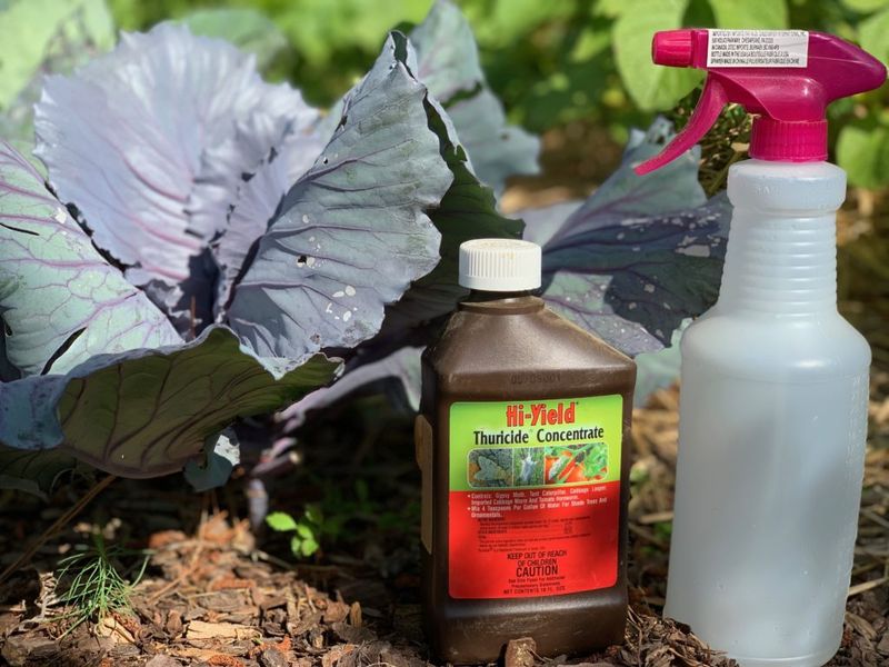 Avoid Winter Pesticide Applications