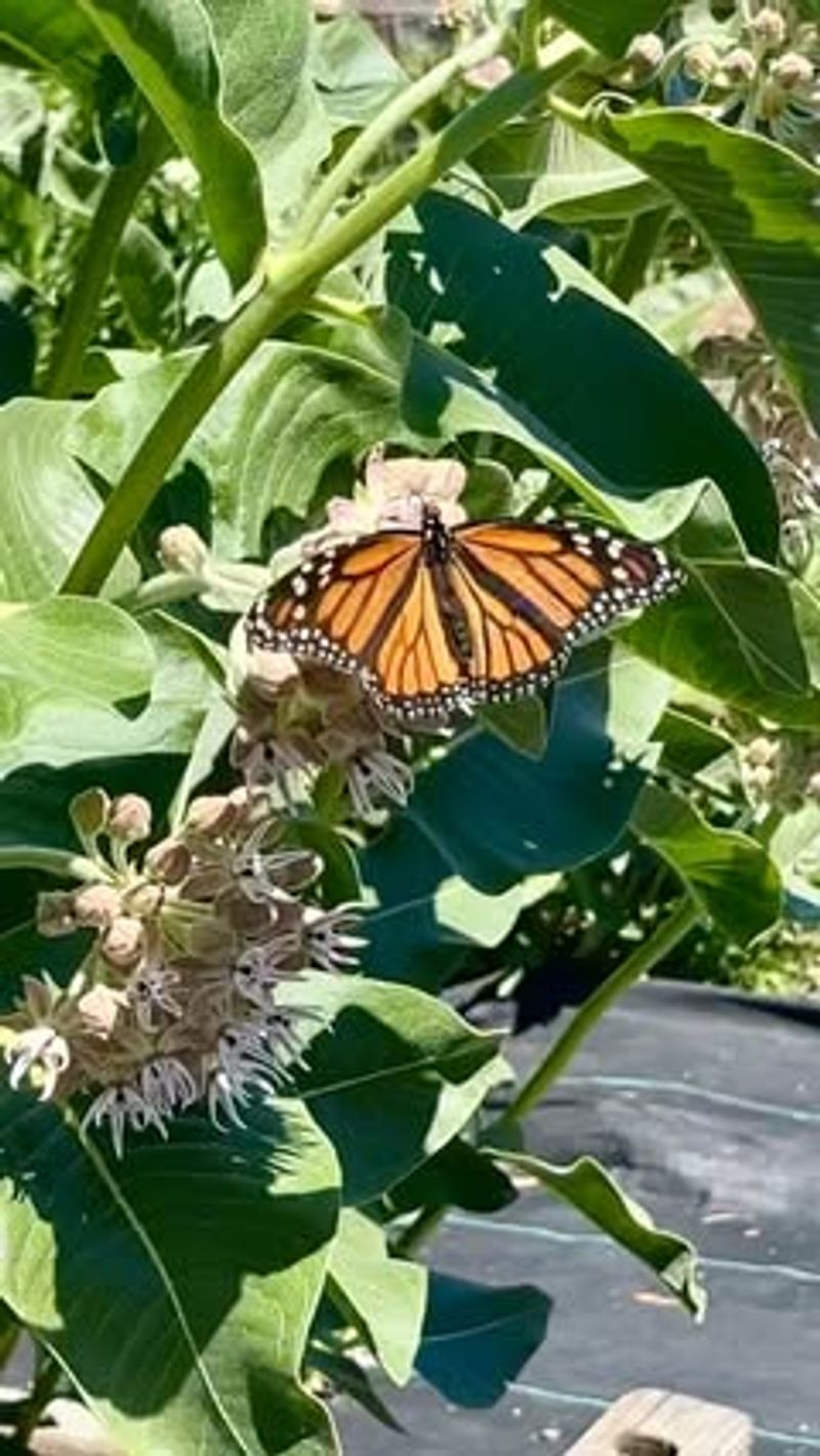 Report Monarch Sightings