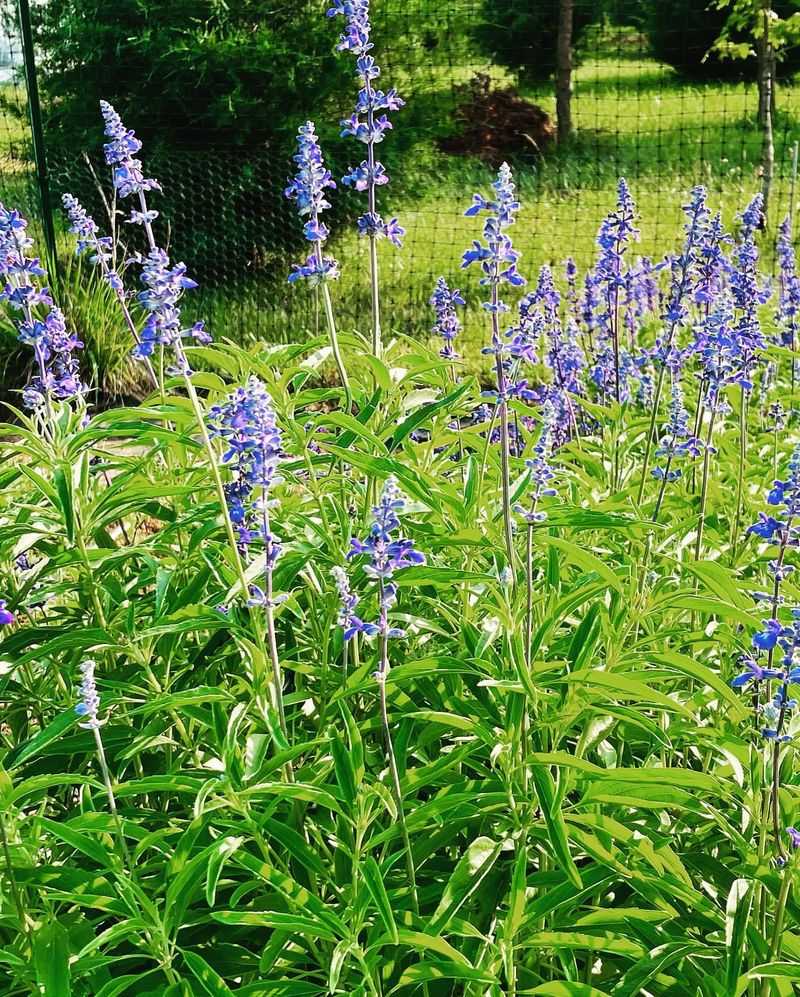 Grow Salvia and Butterfly Bush Mixtures