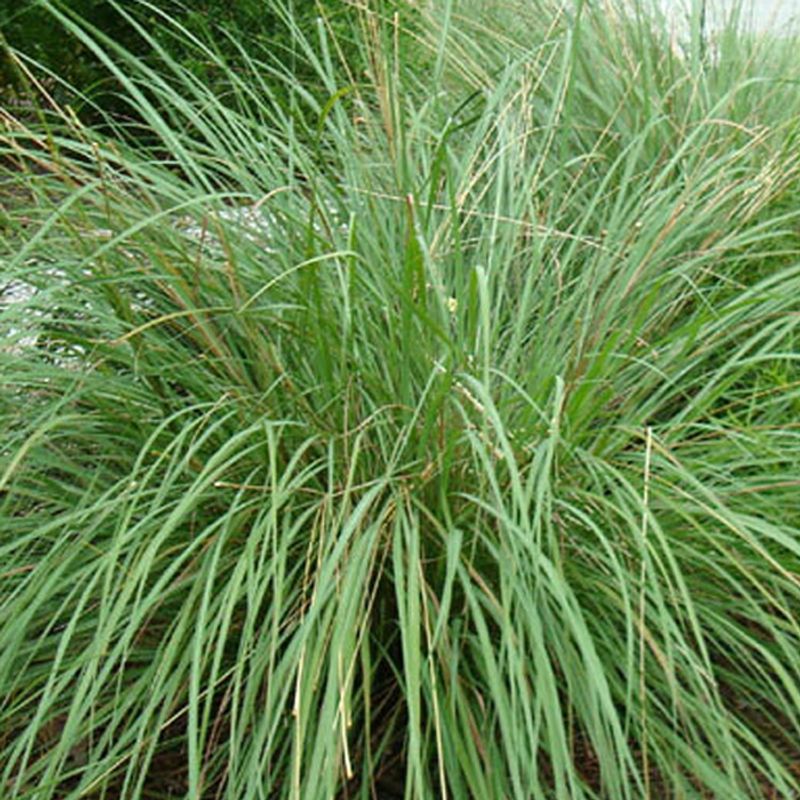 Creeping Fakahatchee Grass For Shaded Corners