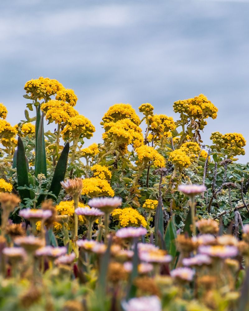 Embracing Native Plants' Natural Patterns