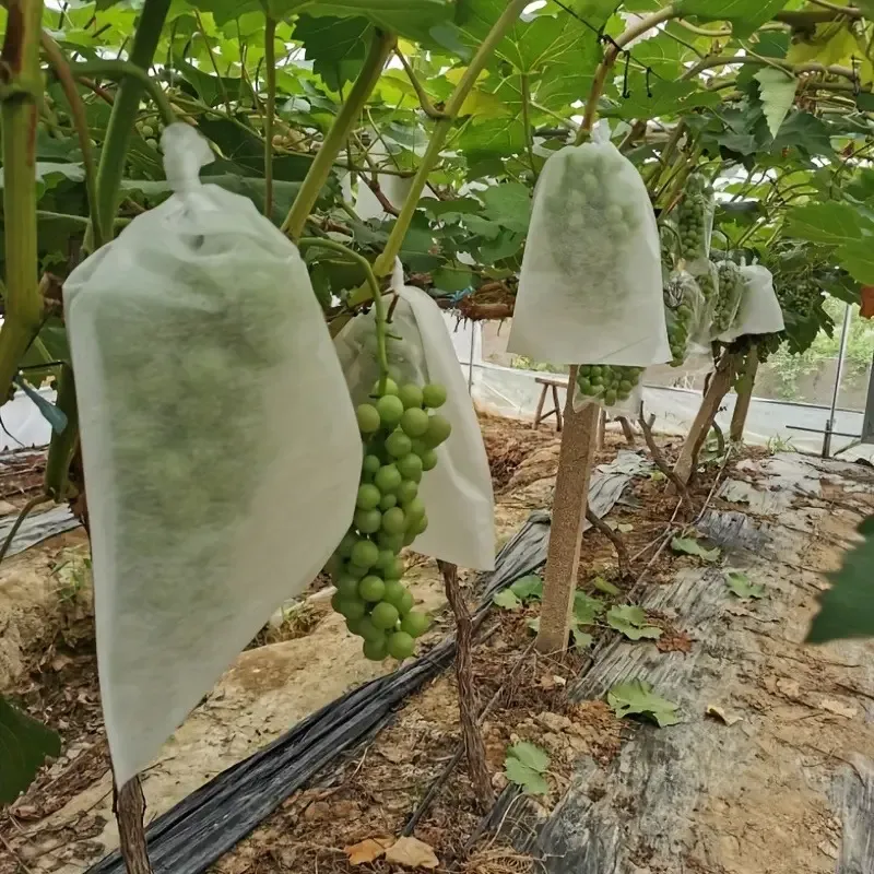 Climbing Plant Supports