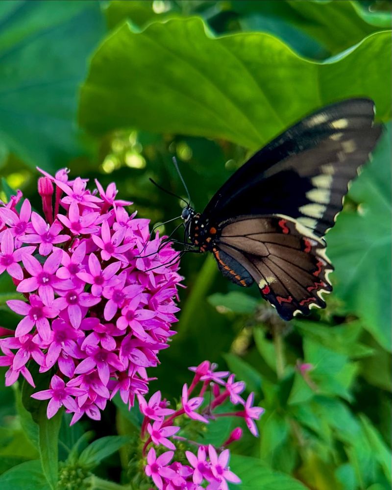 Pentas