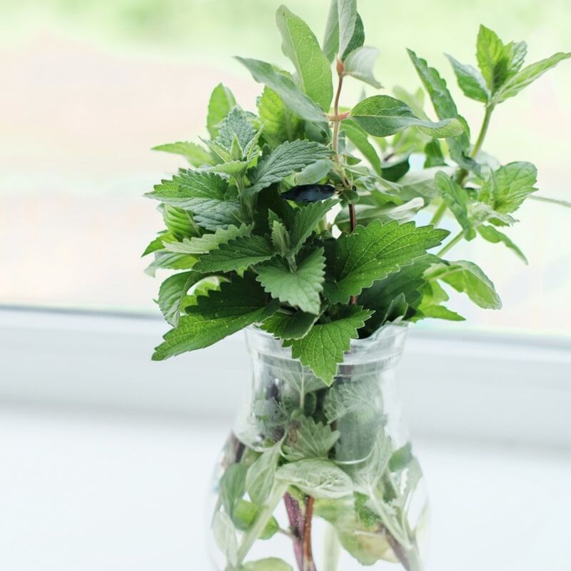 Grow Your Own Starter Plants From Cuttings