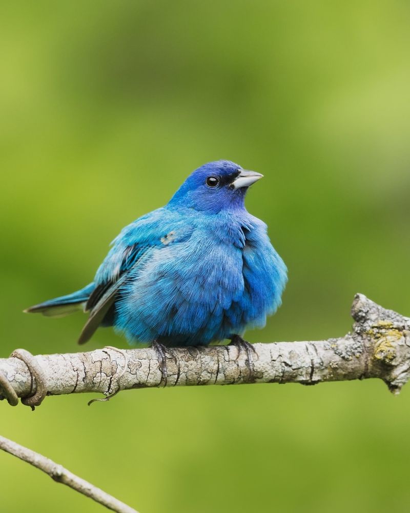 Indigo Bunting