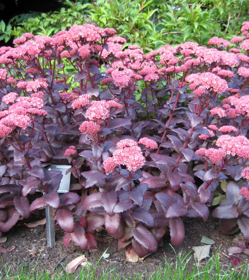 Sedum 'Purple Emperor'