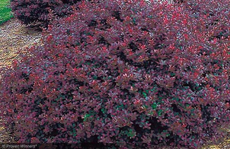 Barberry 'Crimson Pygmy'