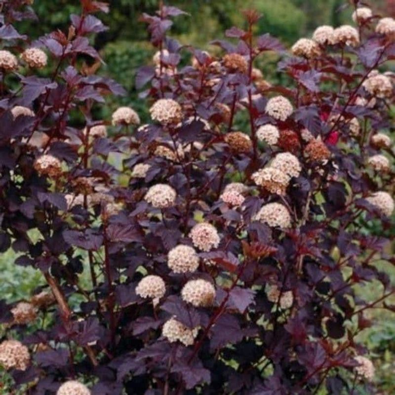 Ninebark 'Diablo'