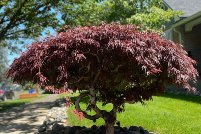 A graceful Japanese maple