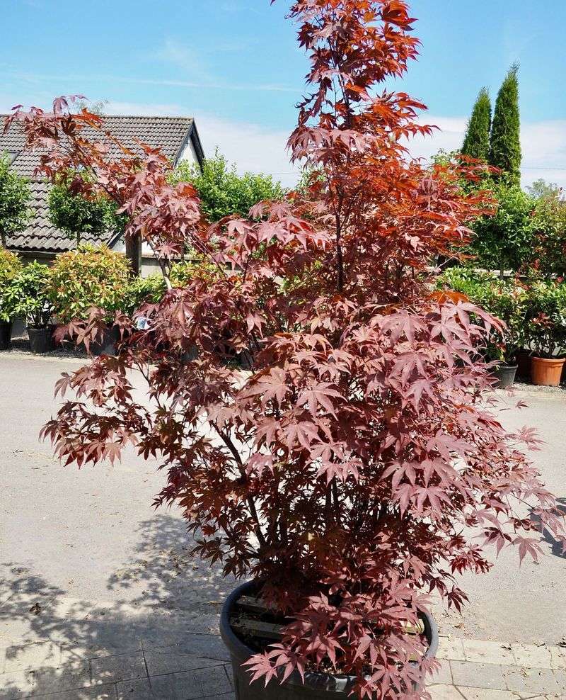 Japanese Maple 'Bloodgood'