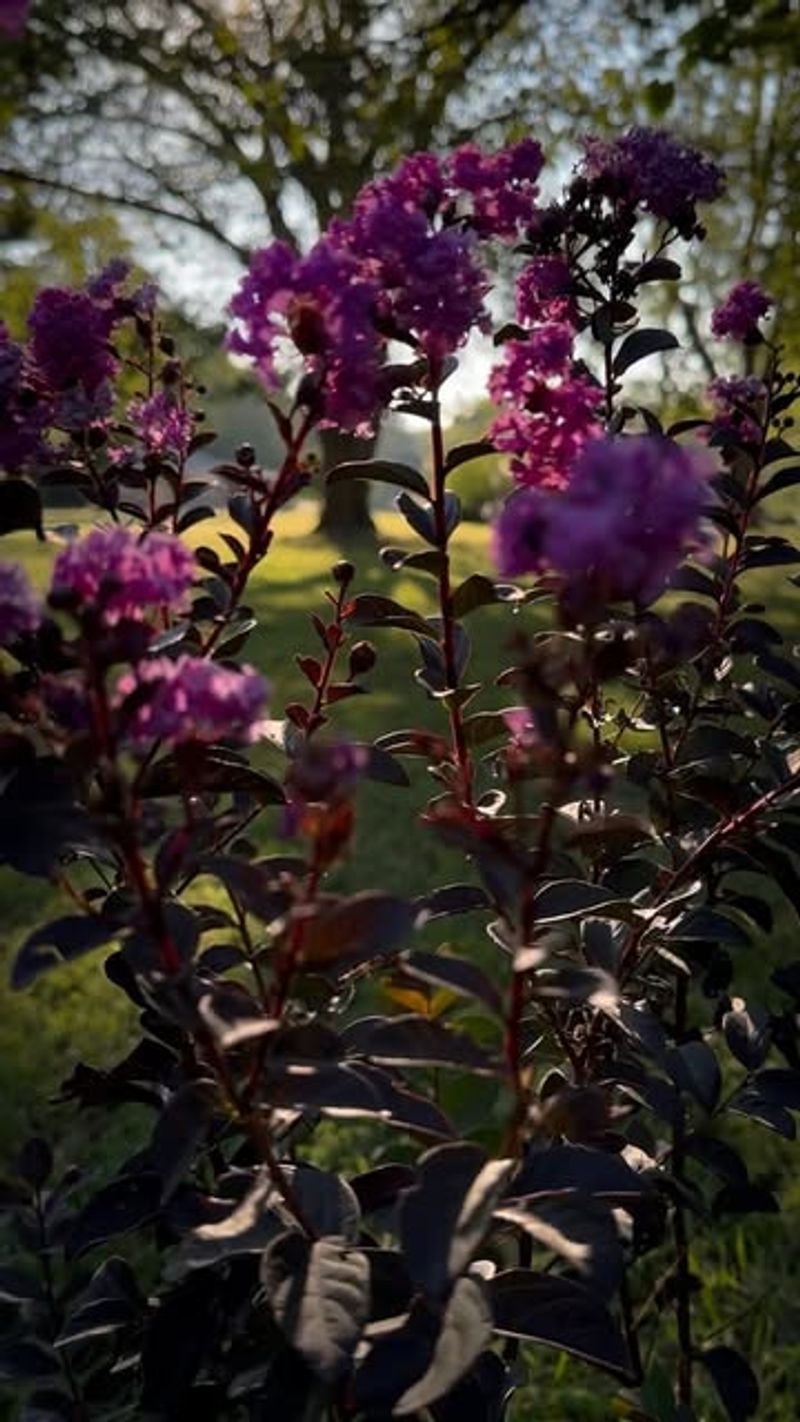 Crape Myrtle 'Black Diamond'