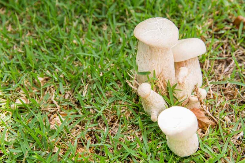 You're Overwatering Your Lawn