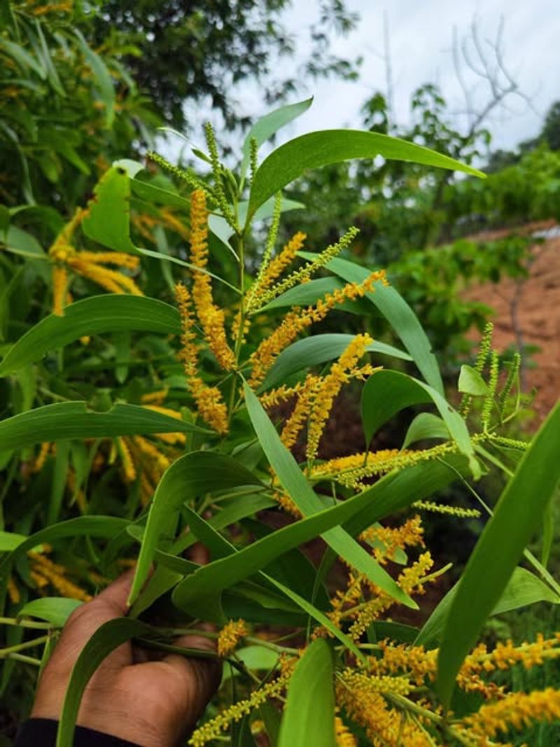 Earleaf Acacia