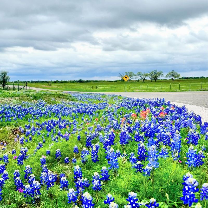Llano: Riverside Bluebonnet Spectacle
