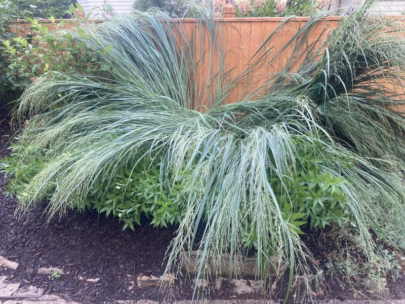 Switchgrass 'Shenandoah'