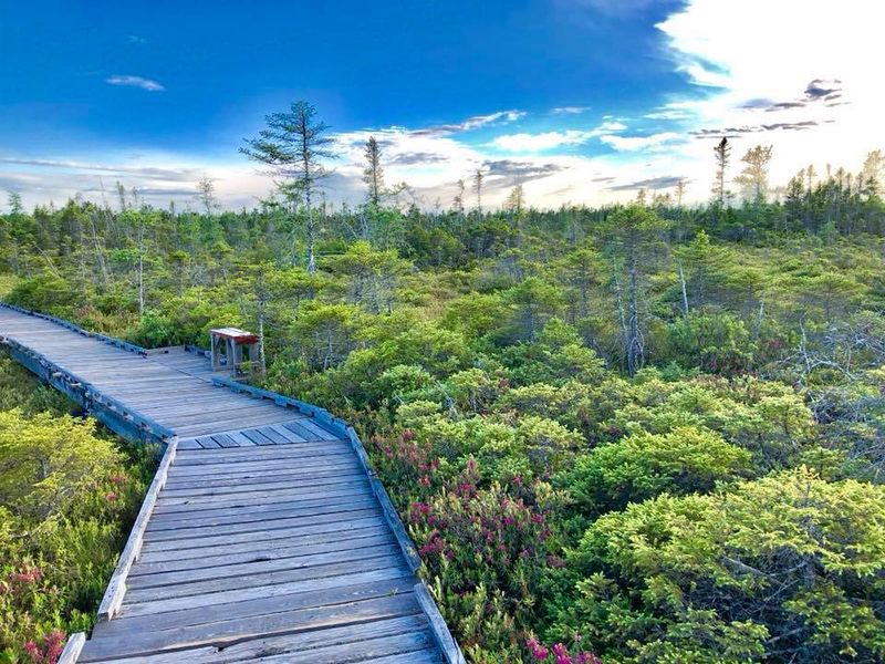 Tidal Marsh Boardwalk Ecosystem