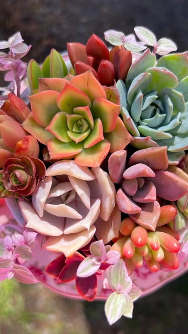 Echeveria Varieties