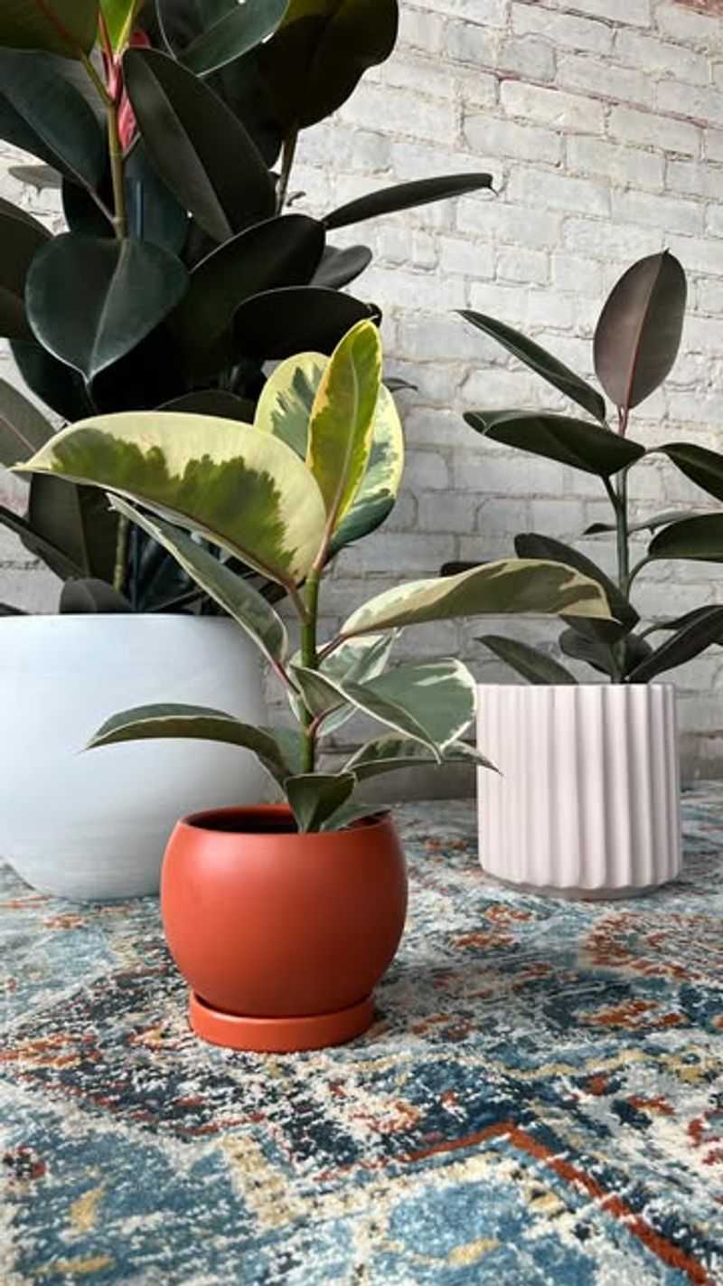 Rubber Plant (Ficus elastica)