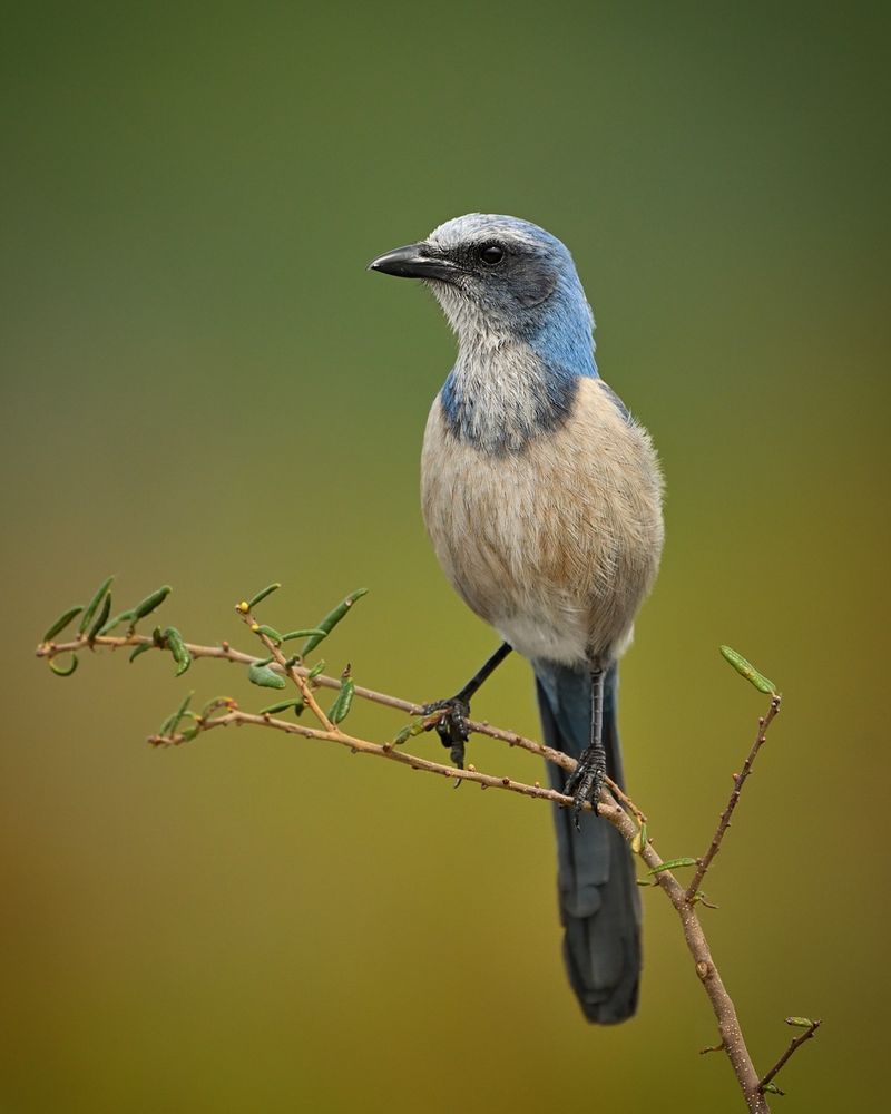 Florida Scrub-Jay