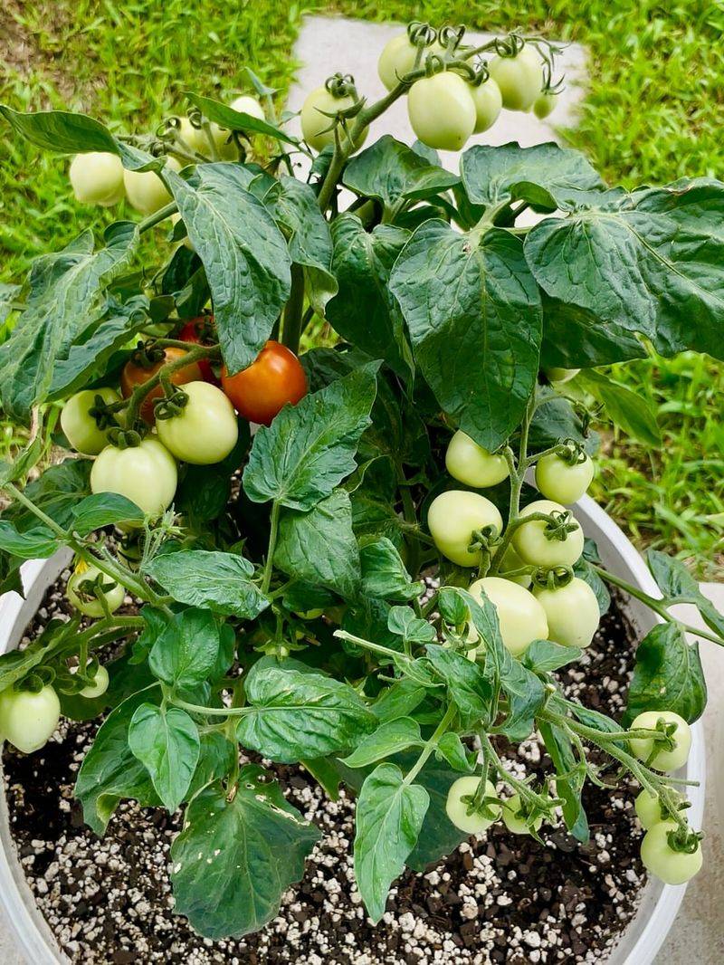 Cherry Tomatoes