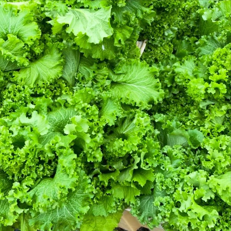 Leaf Lettuce