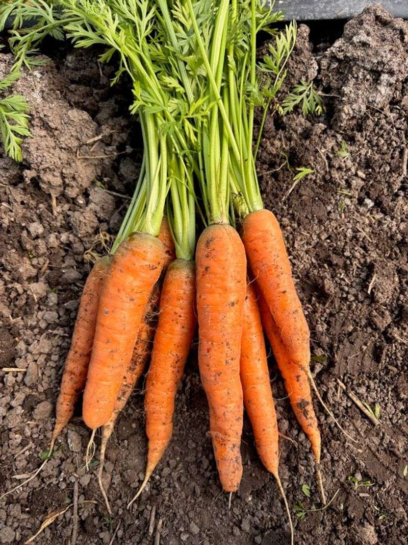 Carrots: Sweet Roots In 60 Days