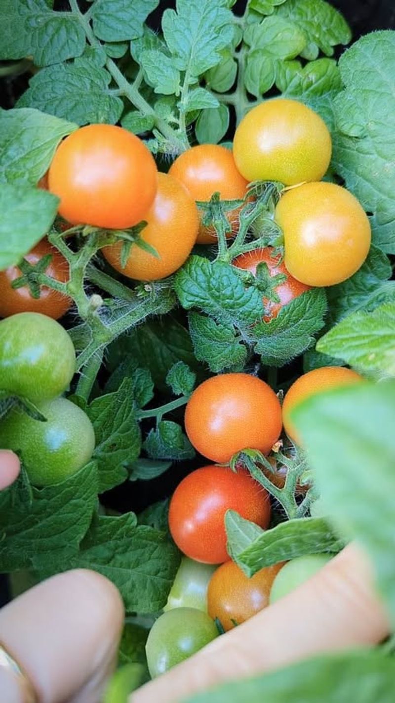 Cherry Tomatoes