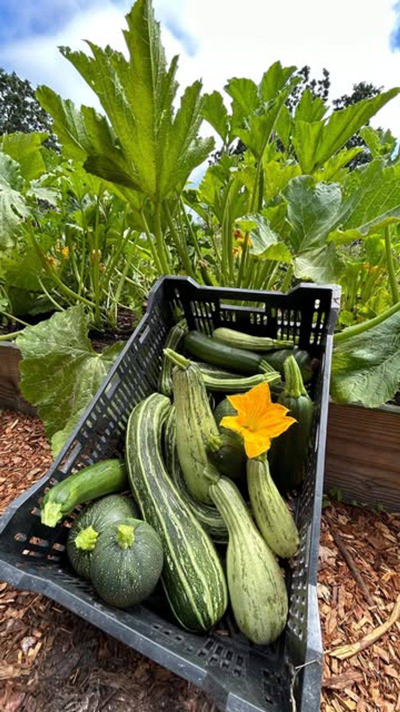 Zucchini