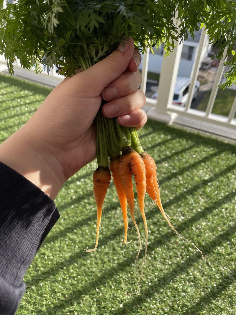 Baby Carrots