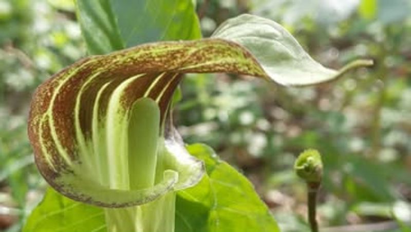 Jack-in-the-Pulpit