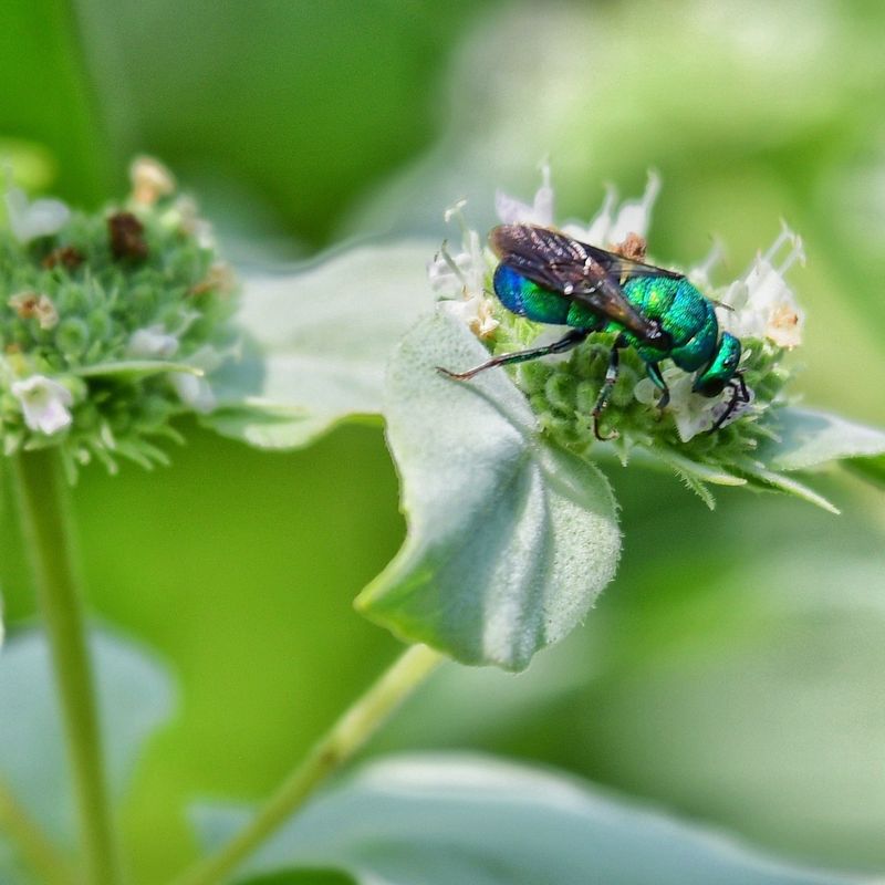 Beneficial Insect Haven