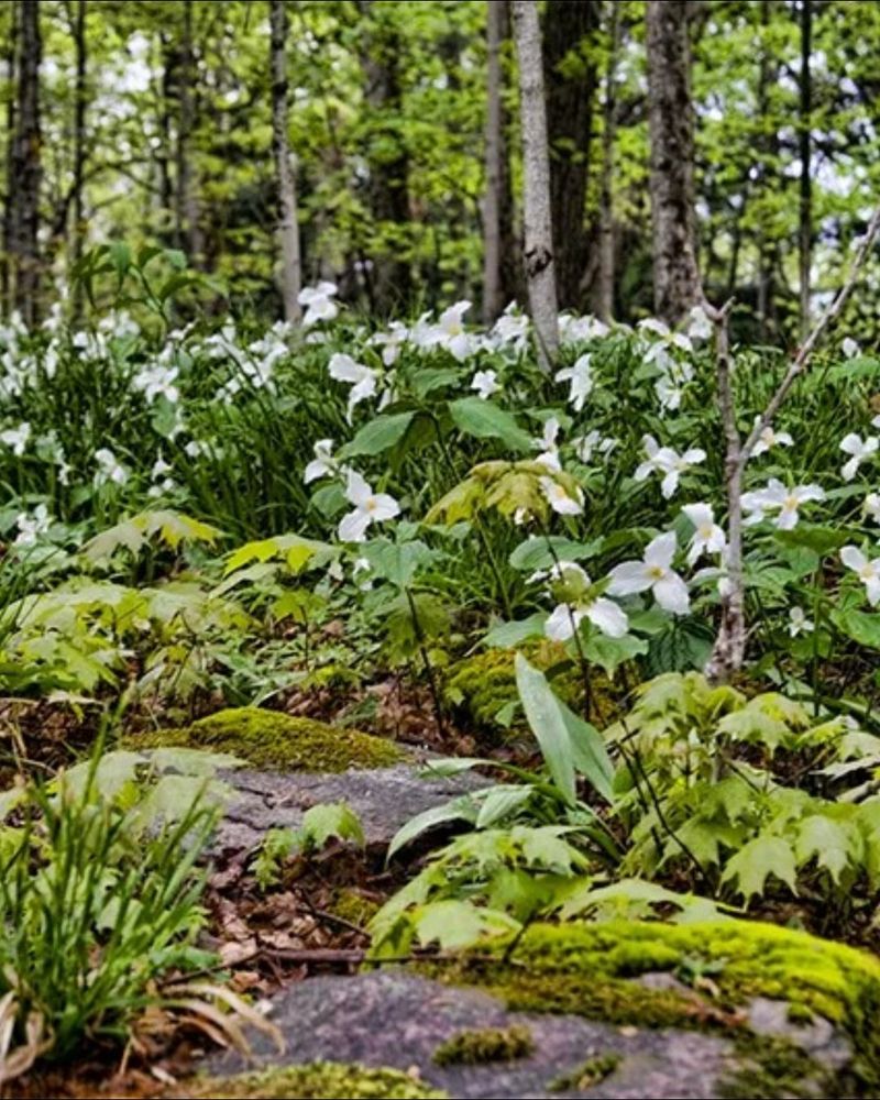 Shade Sanctuary