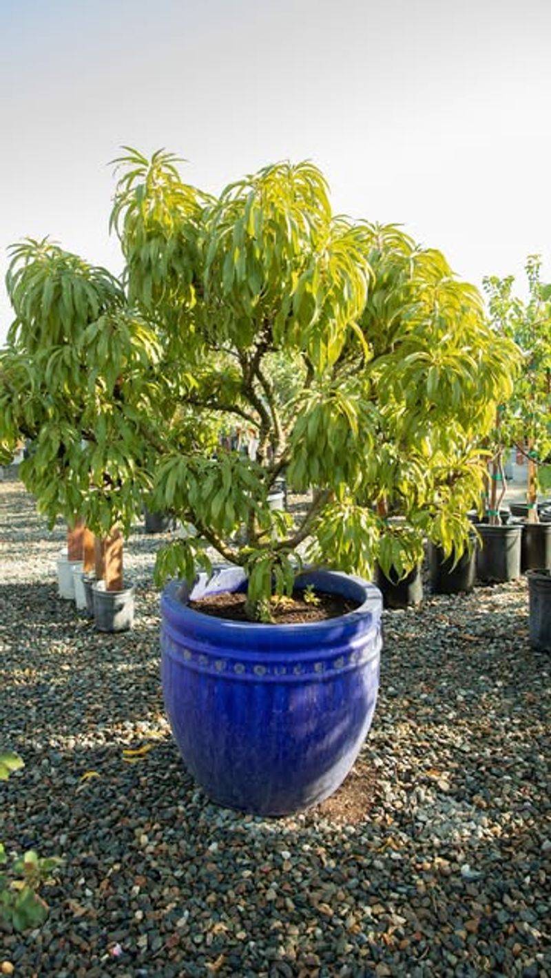Fruit Trees