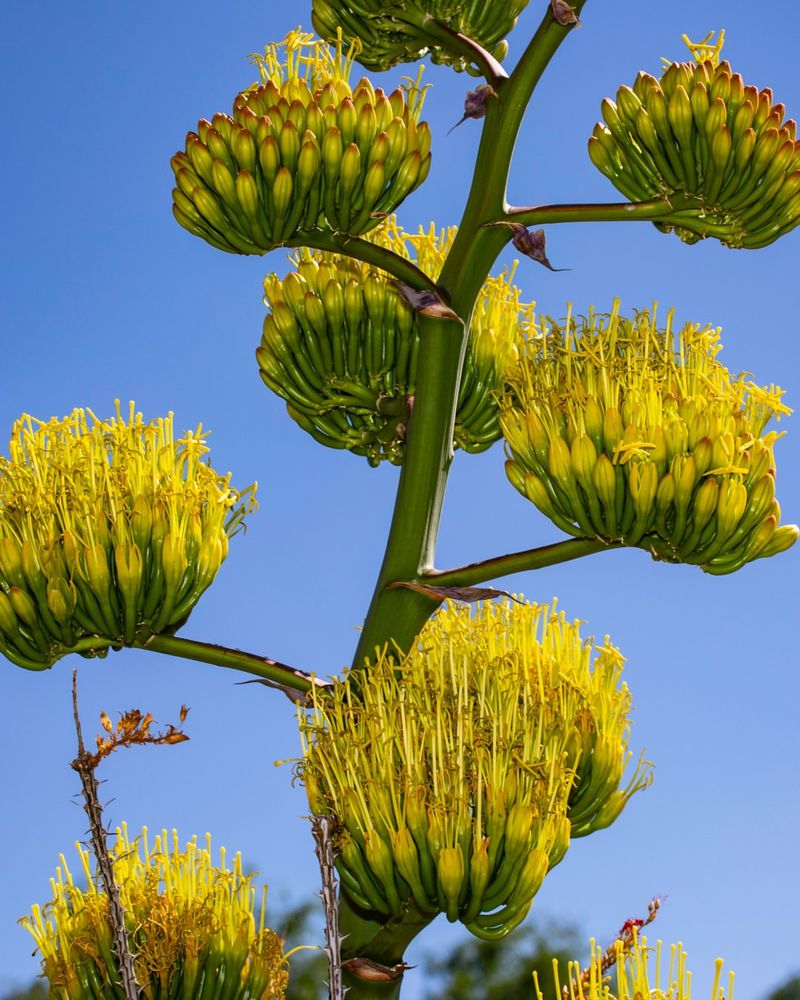 Century Plant