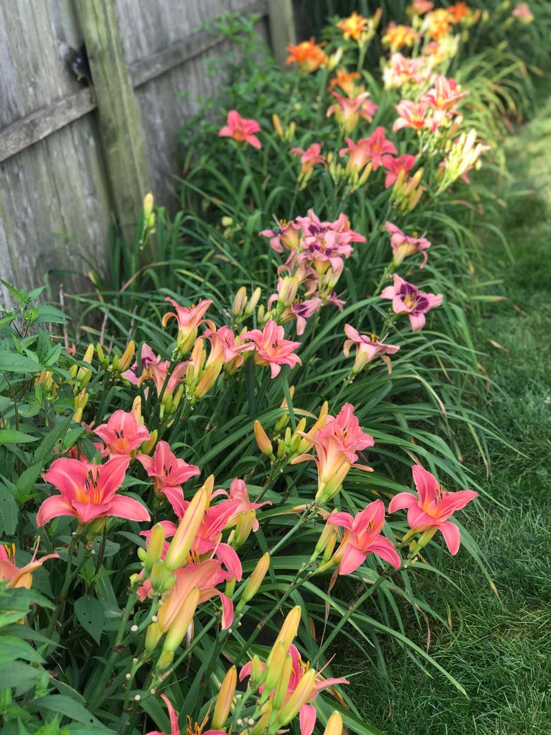 Daylily