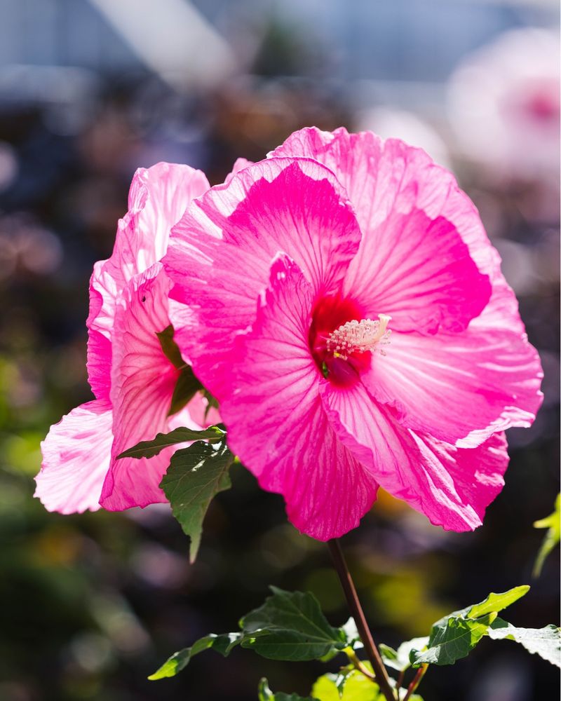 Hardy Hibiscus