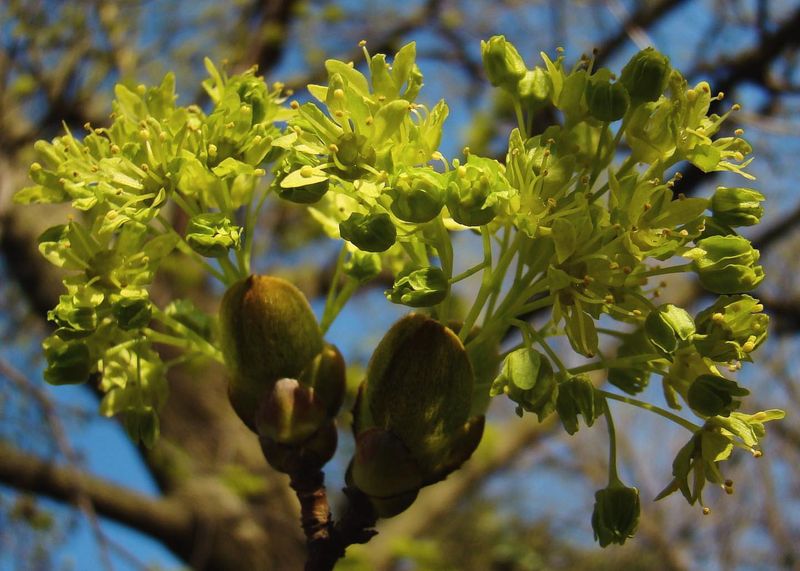 Norway Maple