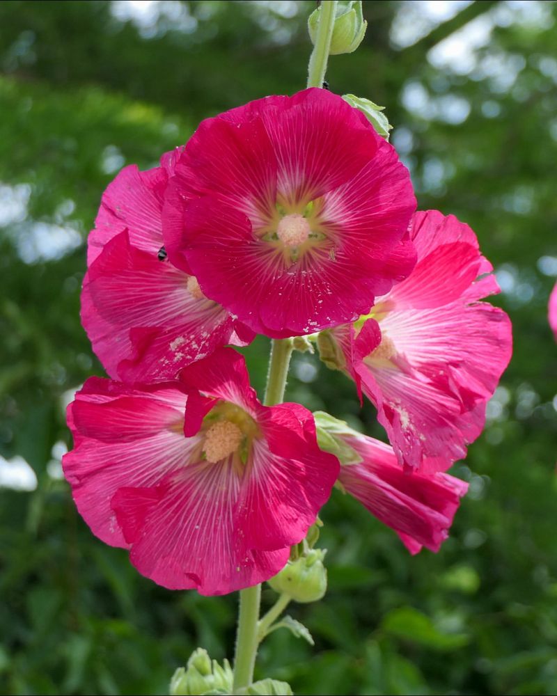 Hollyhock