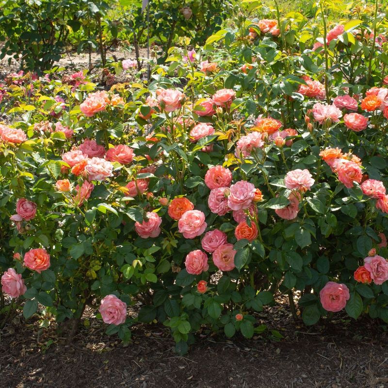 Knock Out Roses