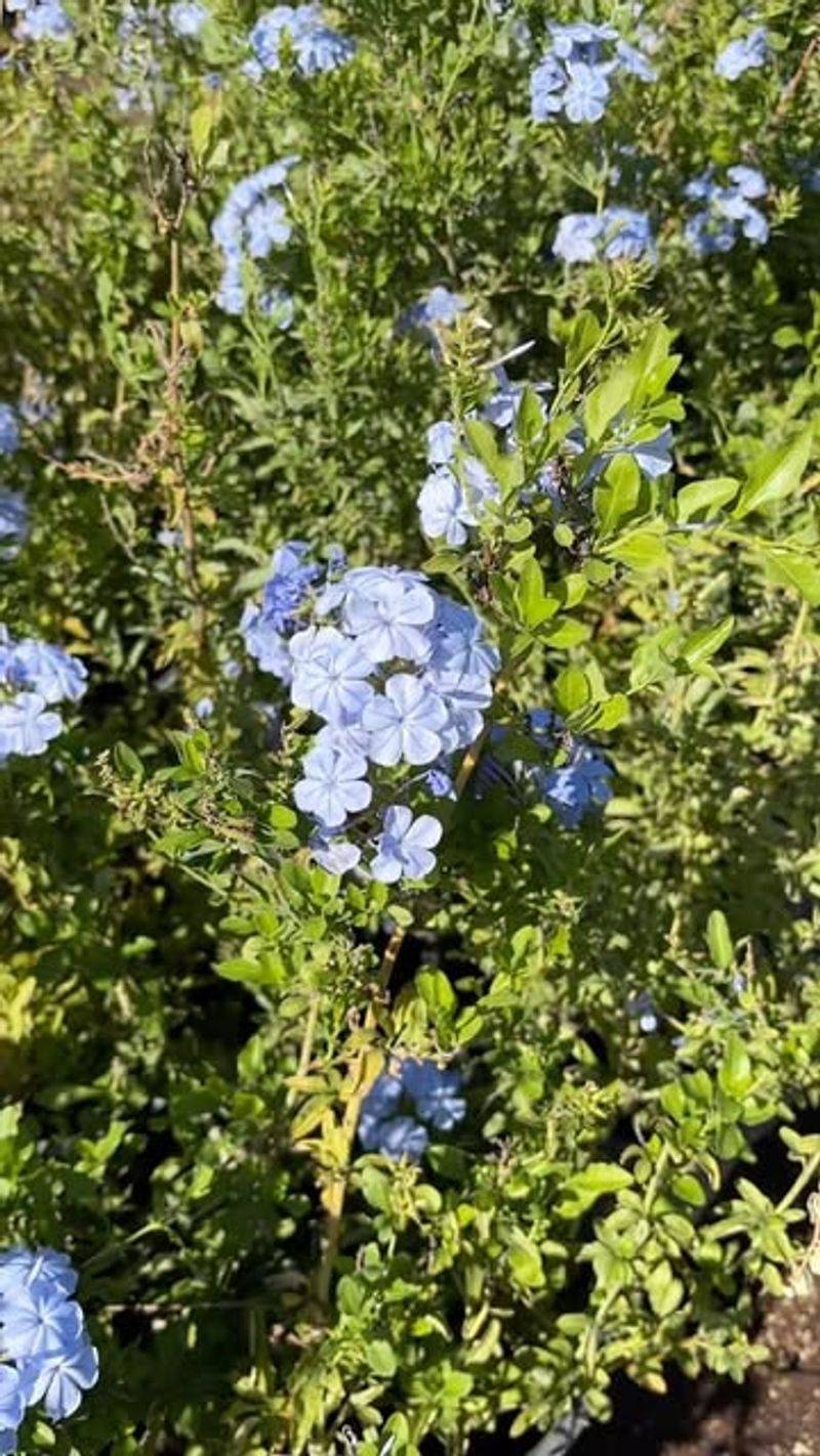 Plumbago (Plumbago auriculata)