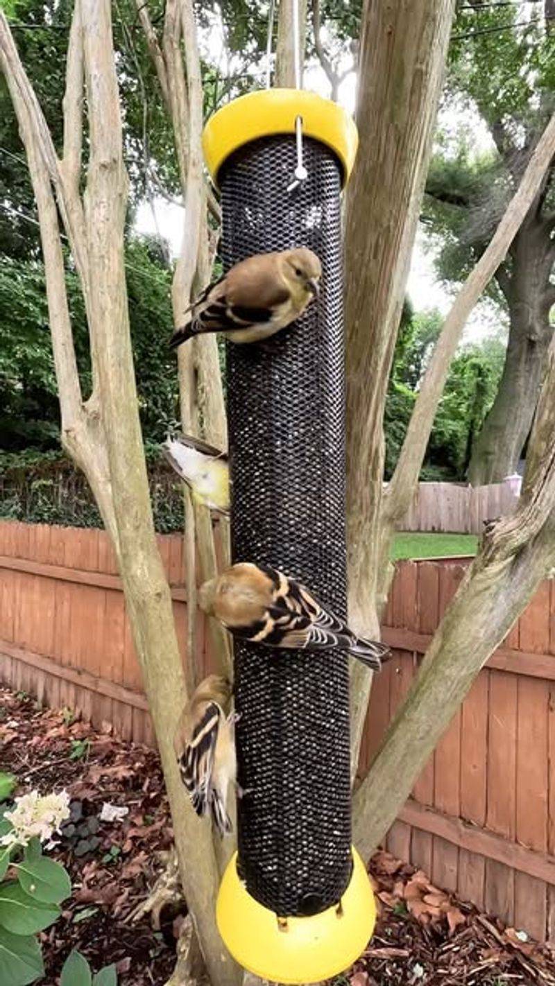 Bird Feeding Stations