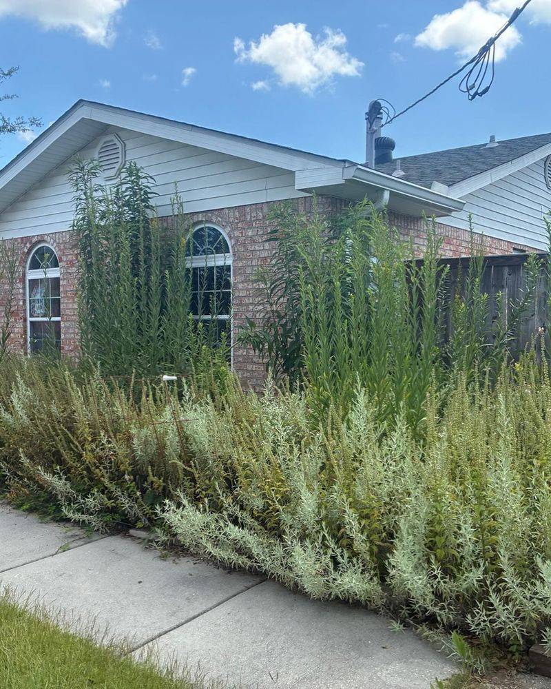 Rain Garden Reinforcements