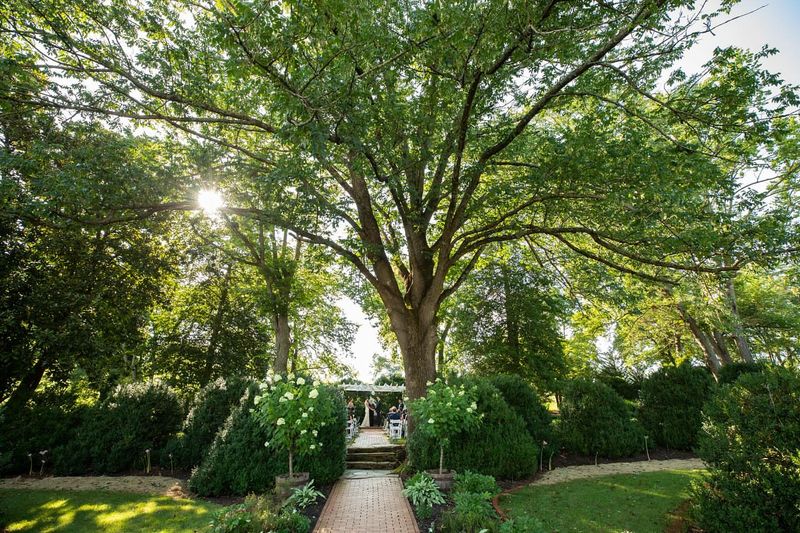 Century-Old Oak
