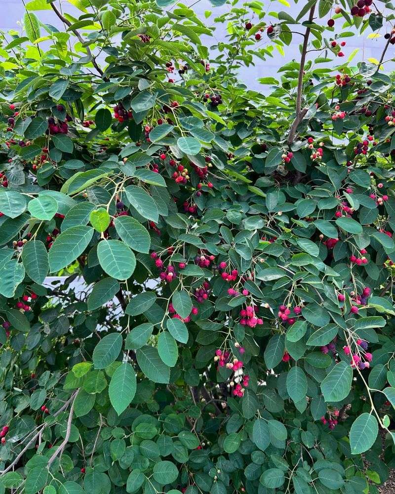 Four-Season Berry And Bloom Boundary