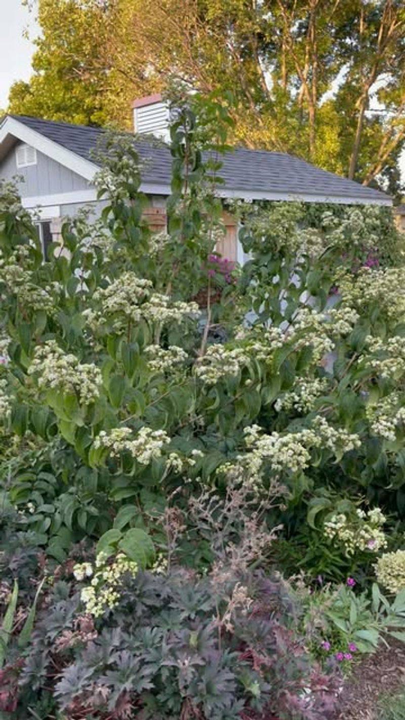 Hummingbird Haven